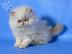 PoulaTo: Persian Kittens